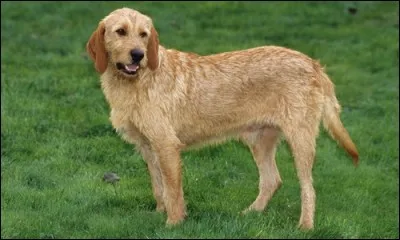 De quelle race de chiens s'agit-il ?