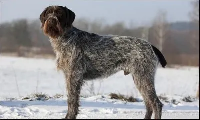 De quelle race de chiens s'agit-il ?
