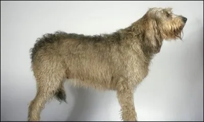 De quelle race de chiens s'agit-il ?