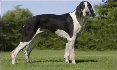 De quelle race de chiens s'agit-il ?