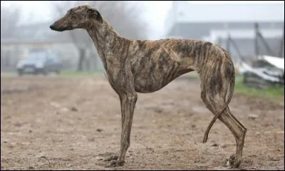 De quelle race de chiens s'agit-il ?