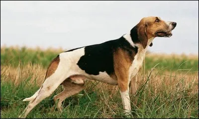 De quelle race de chiens s'agit-il ?