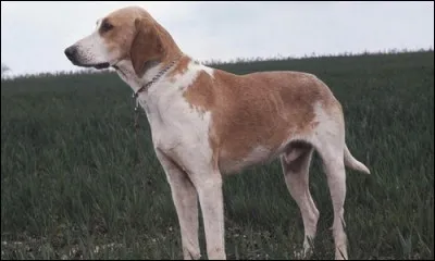 De quelle race de chiens s'agit-il ?