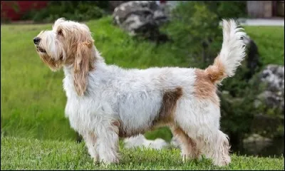 De quelle race de chiens s'agit-il ?