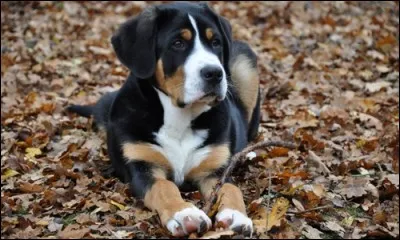 De quelle race de chiens s'agit-il ?