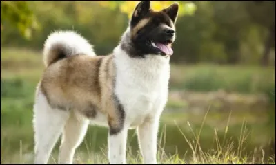 De quelle race de chiens s'agit-il ?