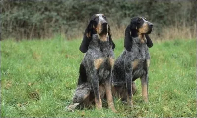 De quelle race de chiens s'agit-il ?