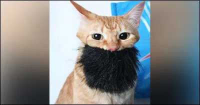 Trouvez le bon adjectif !