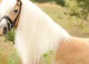 Quiz Les chevaux