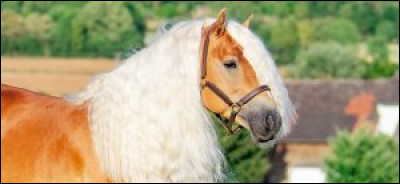 Combien y a-t-il de niveaux de Galops ?