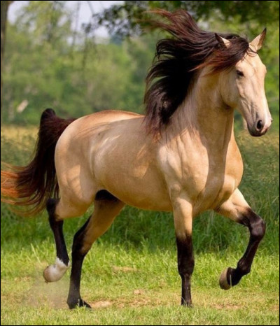 Combien y a-t-il de races de chevaux ?