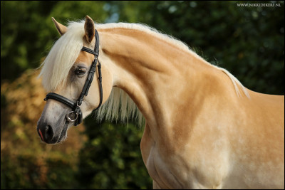 Quelle est la nourriture principale d'un cheval ?