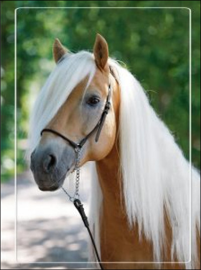 Est-ce que la partie "salière" existe sur le cheval ?