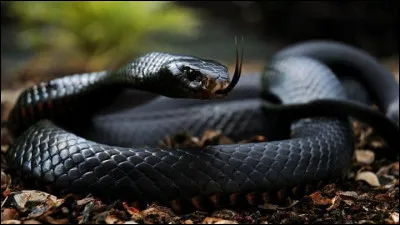 De quel continent est originaire le serpent Mamba ?