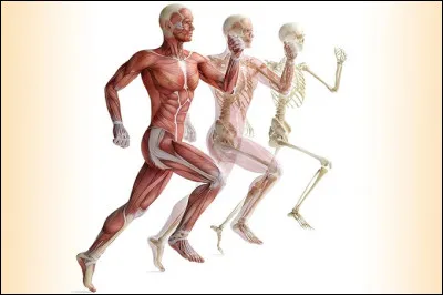 Chez l'homme, quel organe produit la bile ?