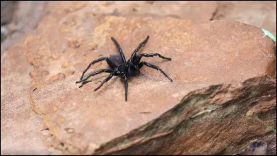 Combien de pattes a une araign&eacute;e ?