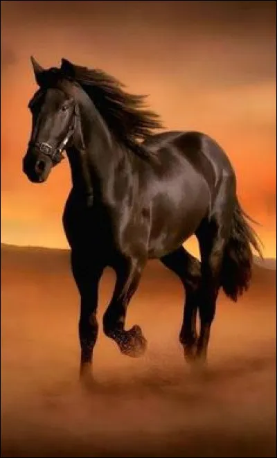 Comment s'appelle le premier cheval qui a existé ?