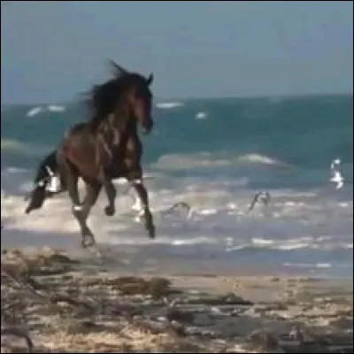 Comment s'appelle le bébé mâle de la jument ?