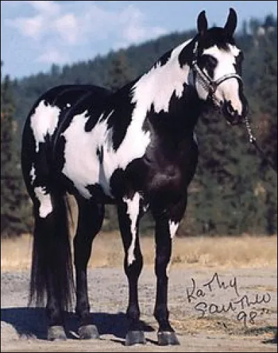 Comment s'appelle le bébé femelle de la jument ?