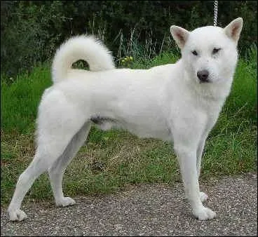 De quelle race s'agit-il ?