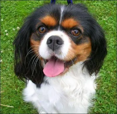 De quelle race s'agit-il ?