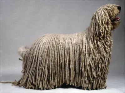 De quelle race s'agit-il ?