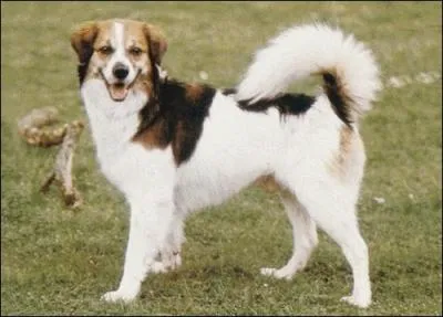 De quelle race s'agit-il ?