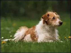 De quelle race s'agit-il ?