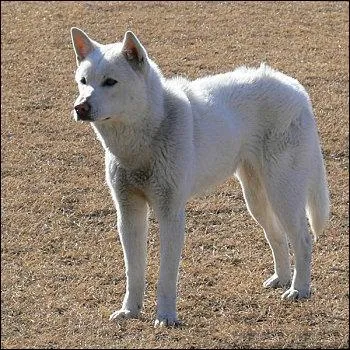 De quelle race s'agit-il ?