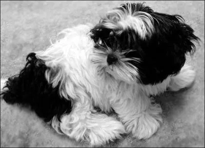 De quelle race s'agit-il ?