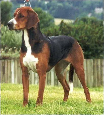 De quelle race s'agit-il ?