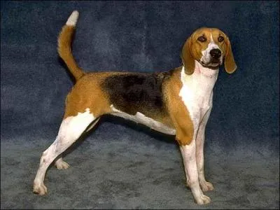 De quelle race s'agit-il ?