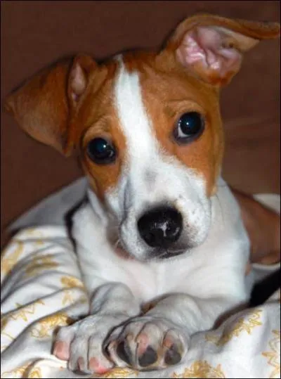 De quelle race s'agit-il ?