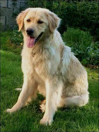 De quelle race s'agit-il ?