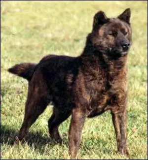 De quelle race s'agit-il ?