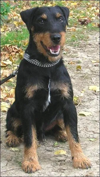 De quelle race s'agit-il ?