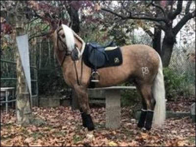 Ton moniteur est arrivé. Il te dit que tu vas plutôt faire une promenade à cru. Que dois-tu faire ?