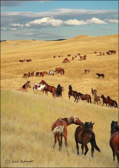 Tu as fini ton cours, tu descends, tu le desselles et tu pars.
Le lendemain, tu regardes la liste et tu vois que tu montes Biscuit. On t'a simplement dit qu'il est gris pommelé. Alors, tu vas dans les prés avec ton licol et tu ne le vois pas. Que feras-tu ?