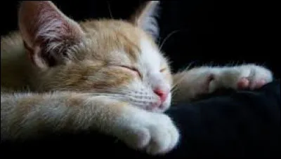 Quel est ton moment préféré pour dormir ?