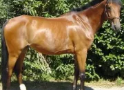 Quiz Race de chevaux