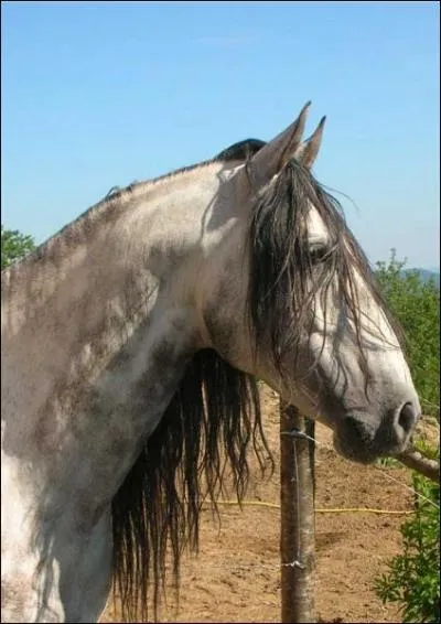 Quelle est cette race ?