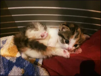 Dans ces propositions, que préfères-tu ?