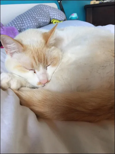 Dans quelle maison Harry Potter es-tu ?