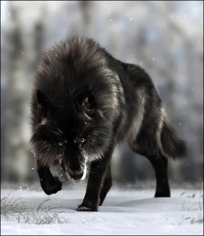 Comment appelle-t-on le chef d'un groupe de loups ?