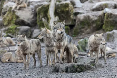 Quel est le nom des loups qui protègent le couple dominant ?