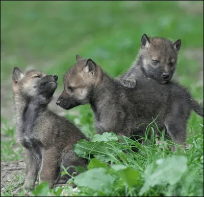 Comment appelle-t-on un groupe de louveteaux nés au même moment ?