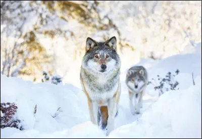 Quelle technique les loups utilisent-ils parfois pour se déplacer et chasser ?