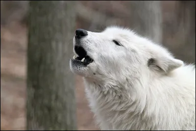 Quel bruit ne fait jamais le loup ?