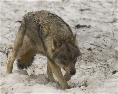 Dans quel état est un loup qui rentre sa queue entre ses jambes et s'aplatit au sol ?