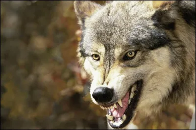 Quel est l'ennemi des loups ?